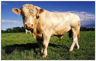 种牛的拼音_种牛的读音_种牛的英文 - 词语种牛