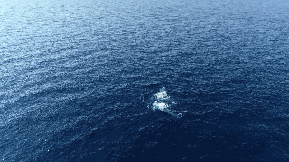 黑帽seo 找逆冬_广西涠洲岛海域拍到布氏鲸水下影像：系海内首次