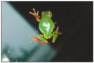 雨蛙的拼音_雨蛙的读音_雨蛙的英文 - 词语雨蛙