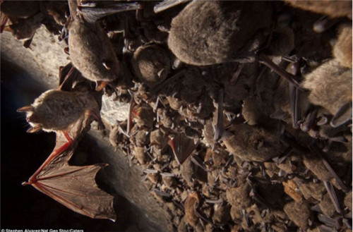考古学家透露秦始皇陵内藏数万蝙蝠	，所以一直不敢挖掘