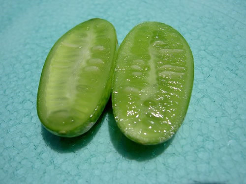 世界上最小的西瓜 只有拇指大小