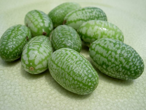 世界上最小的西瓜 只有拇指大小