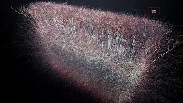 科学家称人类大脑有着惊人的860亿个神经元