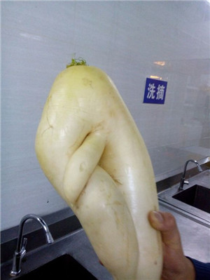 长相奇怪的蔬菜：那些长的像男生鸡鸡的蔬菜	，18禁图片！