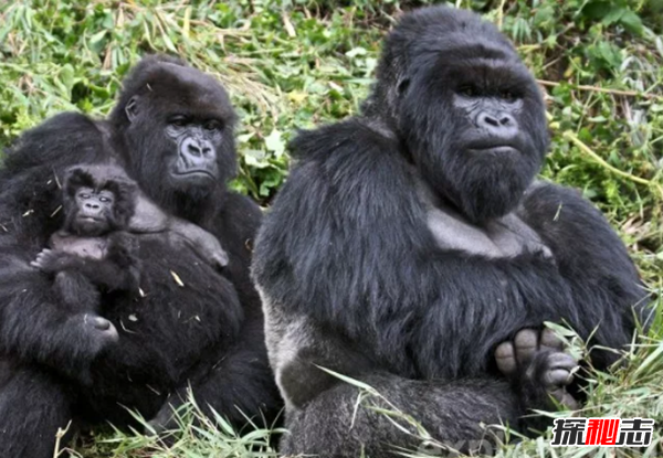 世界十大濒危动物之首,克罗斯河大猩猩仅200只(非法狩猎)
