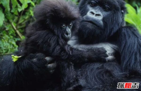 世界十大濒危动物之首,克罗斯河大猩猩仅200只(非法狩猎)