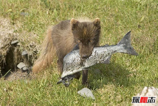 北极狐的12大生活习性：最长寿命可达15年
