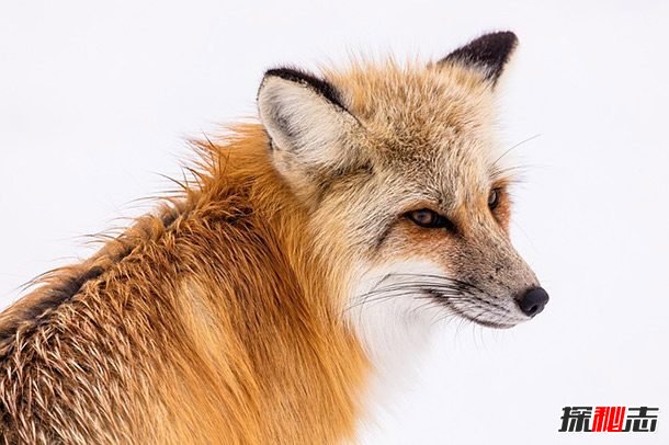 北极狐的12大生活习性：最长寿命可达15年
