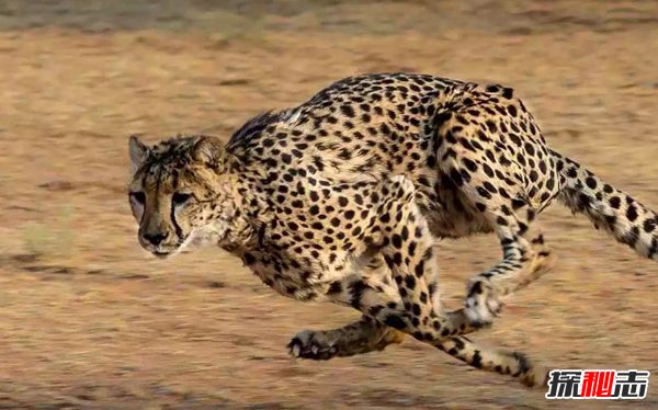 猎豹为什么跑得那么快?关于猎豹的十大有趣习性
