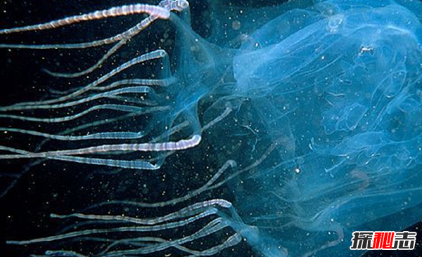 被认为最致命的水母：可致人体器官全部衰竭(两分钟内)