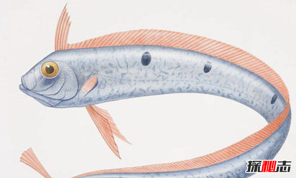 世界最长的鱼是什么鱼?经常被误认为海蛇或龙