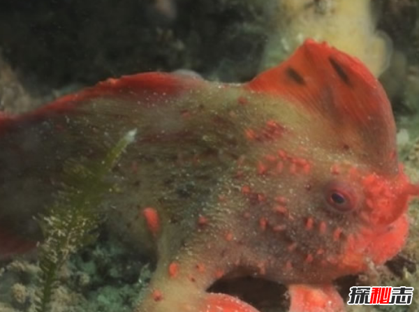 世界上最奇怪的鱼：红色有手鱼(附图片)